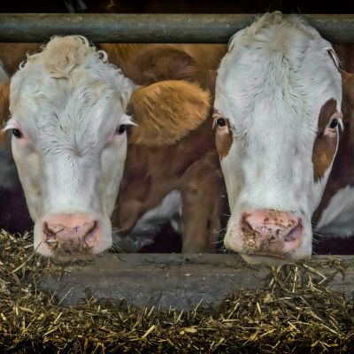 cows-3794604_1920